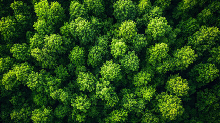 Aerial view of green summer forest with spruce in rows.