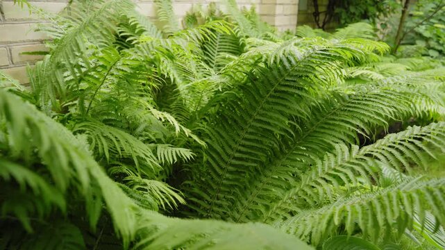 Smooth camera movement along lush green fern plants, natural garden background, fresh foliage texture, tranquil outdoor nature scene