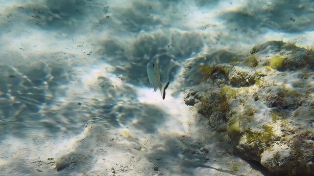Underwater video of white seabream fish swimming at the shallow water over sea bottom.