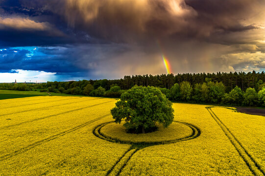 Rainbow Over a Lone Tree in a Rapeseed Field Under a Stormy Sky
