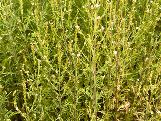 Obraz premium Wild meadow grass with green and reddish stems on natural background.