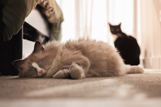 cat lying down on carpet in bedroom, with a second cat in the background