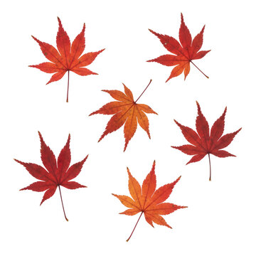 Red Japanese Maple Leaves Collection Isolated on Black Background