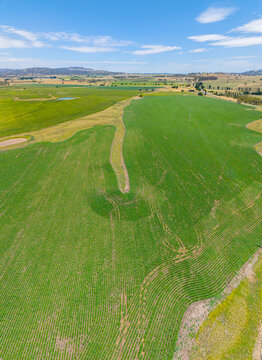 Aerial view of corn farming outside Glen Innes with the windfarm in the background