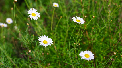 Wild Bellis perennis blooming in a lush green setting, showing delicate white petals and yellow centers typical of small flowering species thriving in warm, tropical‑influenced environments © Gabriela