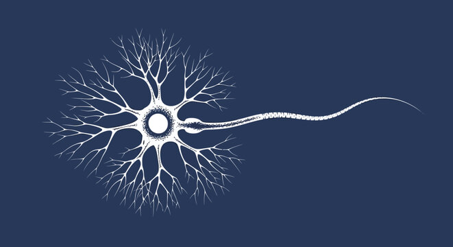 Neuron illustration with dendrites and axon on dark background, vector graphics, close-up view, scientific diagram, biological science concept Whisk