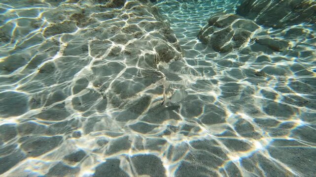 Underwater video of white seabream fish swimming at the shallow water over sea bottom.
