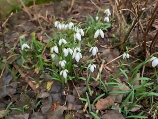 Schneegl&ouml;ckchen, Blumen, Bl&uuml;ten, Fr&uuml;hling, Garten