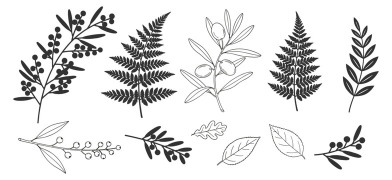 Botanical leaf and branch silhouette icon set vector, olive fern berry and foliage elements isolated on transparent background