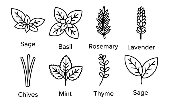 Herb botanical outline icon set vector, sage basil rosemary lavender mint and thyme isolated on transparent background