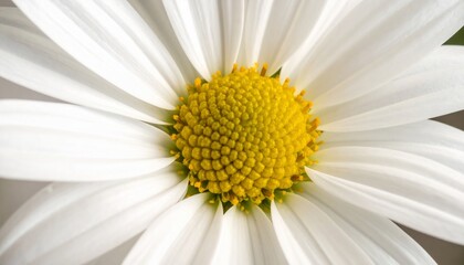Close-up view of a vibrant white daisy flower with a bright yellow center, natures beauty.