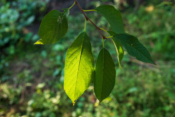 Close-up of green leaves that can serve as a background