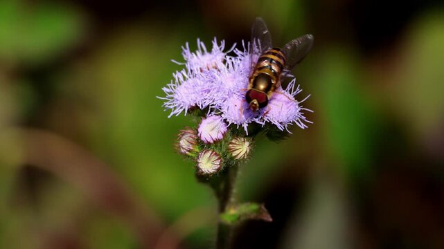Closeup video of a eupeodes species hoverfly actively pollinating ageratum conyzoides flowers during daytime in winter season in himachal pradesh, india.