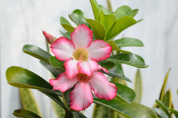 Adenium obesum pink flowers bloom