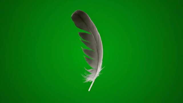 Gray feather on green background.