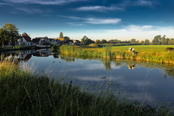 Obraz premium cow grazing by canal reflecting traditional dutch houses in holland