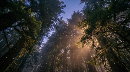 Obraz premium Luminescent Pollen Grains Illuminating Dense Redwood Forest Canopy