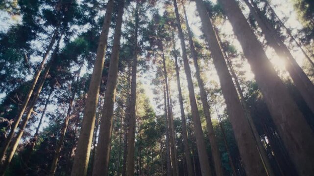 Japanese countryside forest scene with smooth forward motion.