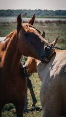 caballos, equinos, pelaje, campo, afecto, naturaleza, mordisco, crin, libertad, manada, pradera, sol, instinto, conexi&oacute;n