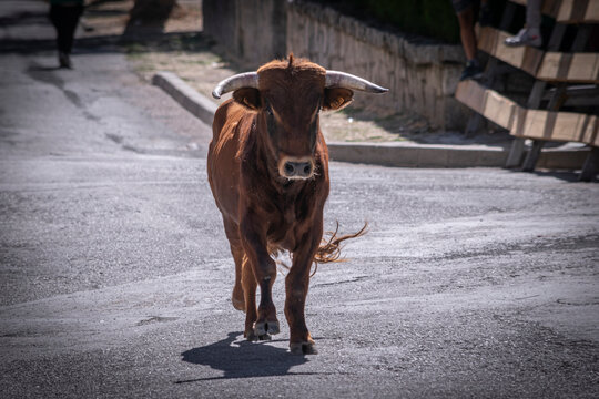 Encierro de toros y novillos por las calles