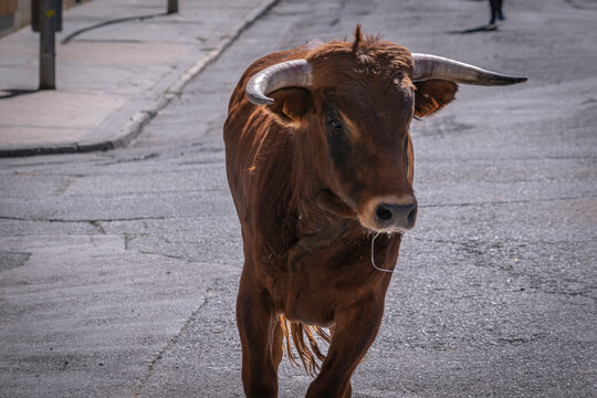 Encierro de toros y novillos por las calles