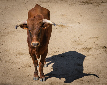 Toro casta&ntilde;o en plaza de toros