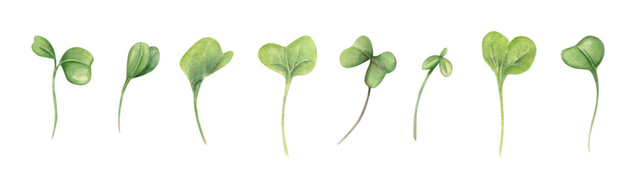 Microgreen leaves clip art watercolor illustration isolated on white background. Spring green watercress salad leaf set. Organic vegetable elements for healthy food, recipes, menu, cookbook.