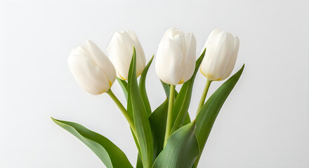 Elegant bouquet of pristine white tulips against a plain background