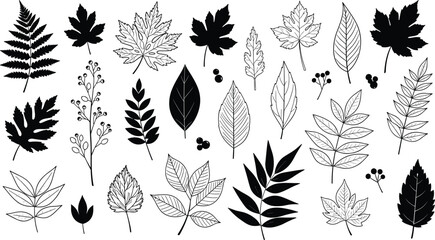 Leaf collection set with black silhouettes and line art drawings of maple oak fern botanical foliage nature elements on white, © Rubel