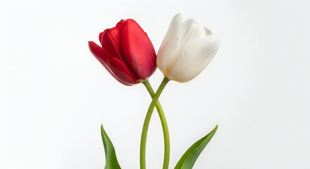 Obraz premium A striking contrast of red and white tulips standing side by side against a plain background