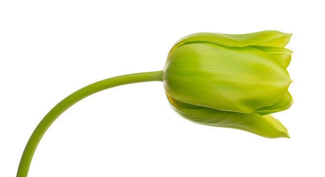 A single unopened green bud of a tulip flower with a slender stem