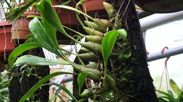 The Venus flytrap (Dionaea muscipula) is a carnivorous plant species.