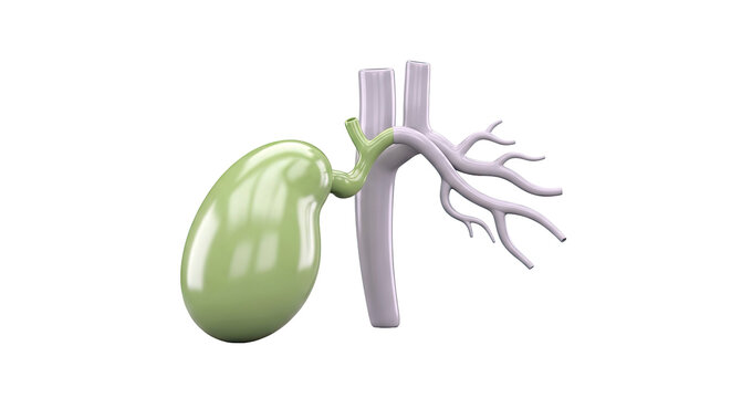 3D model of the gallbladder and bile ducts