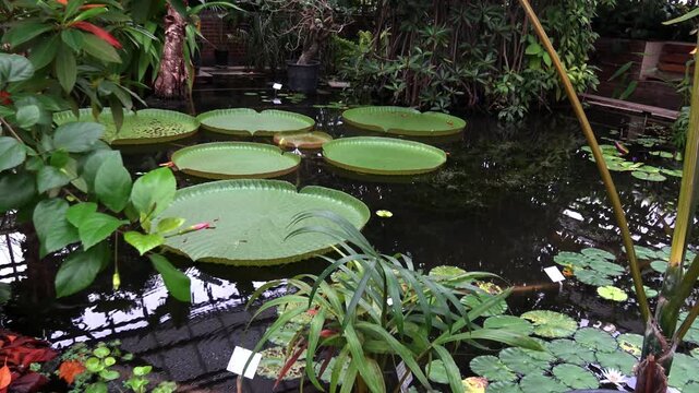 Victoria amazonica, the largest water lily in the world, against the backdrop of a lake