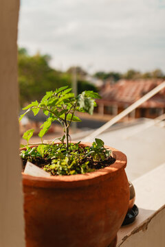 Tomato and herb plants growing in terracotta pot on balcony