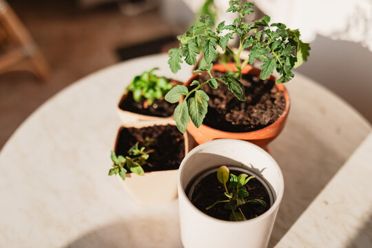 Tomato, spinach, oregano and basil plants in small pots on outdoor table