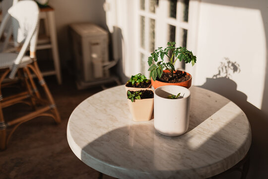 Vegetables and herb plants in small pots on outdoor table at home