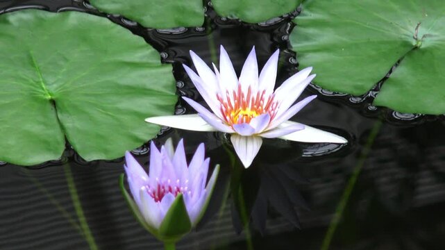 White water lily flower against a green leaf in a lake