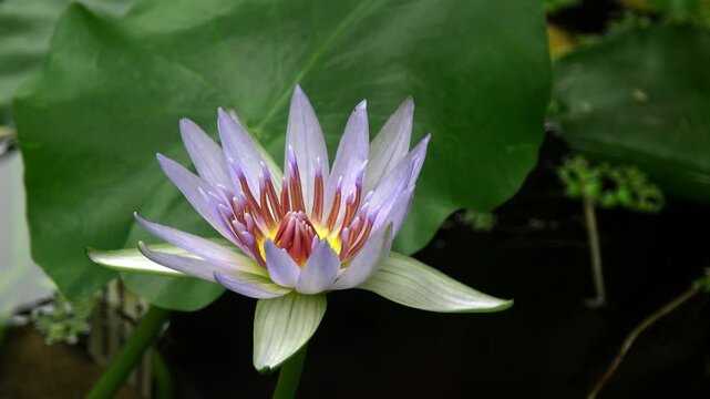 White water lily flower against a green leaf in a lake