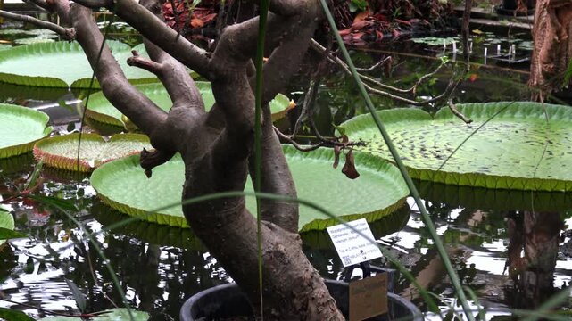 Victoria amazonica, the largest water lily in the world, against the backdrop of a lake