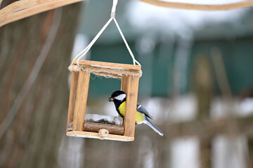 brightly coloured tit sit on snow-covered wooden bird feeder shaped like house, eating sunflower seeds. Feeder hangs from branch against blurred background of winter garden. close-up of a bird © Oleksandr Filatov