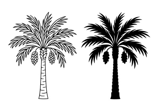 Date palm tree illustration icon, featuring outline and silhouette design