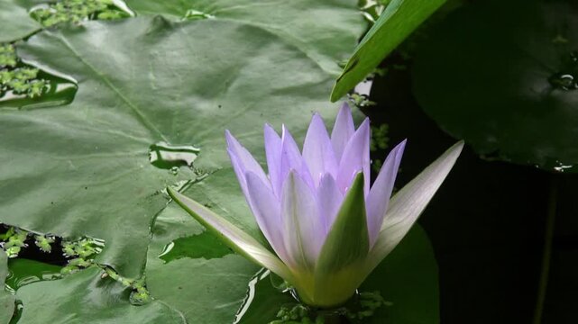 White water lily flower against a green leaf in a lake.