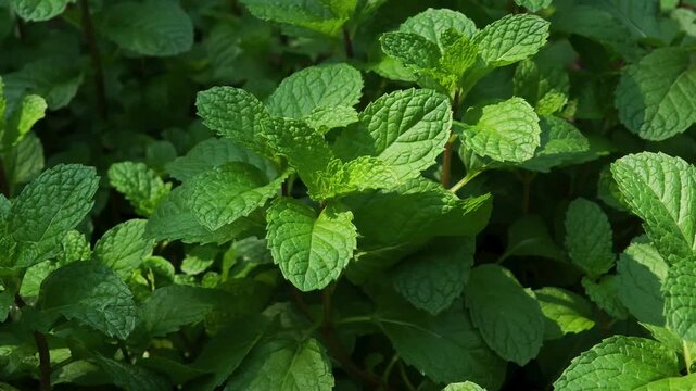 Mint leaves in the garden