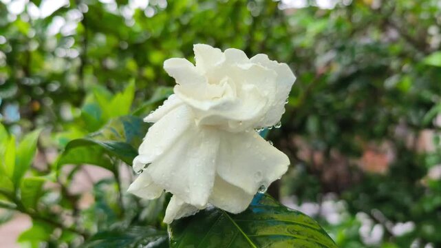 White gardenia blossom adorned with raindrops against lush green foliage background