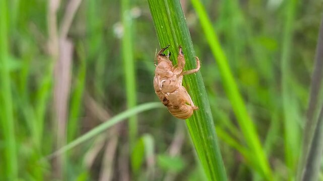 Empty cicada exoskeleton clinging to green grass blade in natural daylight.