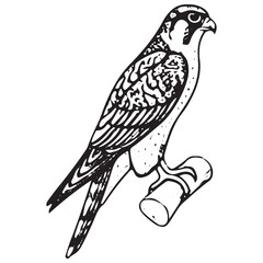 Fototapeta premium Vintage Peregrine Falcon Perched on Branch Engraving Wildlife Bird Illustration