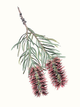 Hand drawn red bottlebrush flowers with green leaves