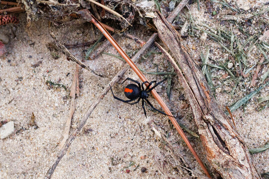 Close-up of redback spider crawling along sandy ground