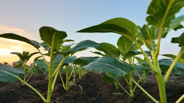 Farmer working in field with shovel under blue sky.